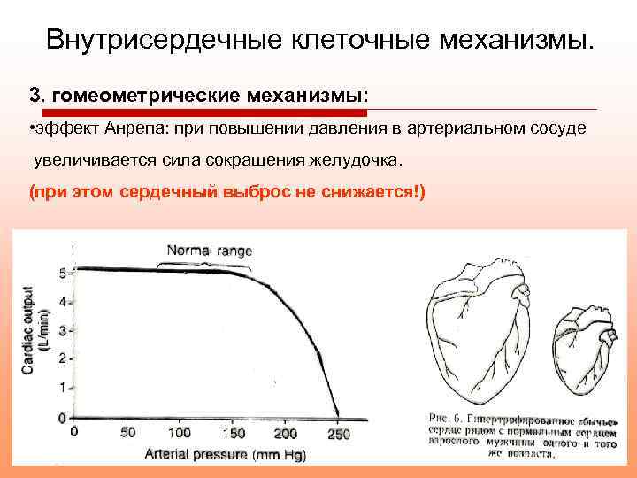 Внутрисердечные клеточные механизмы. 3. гомеометрические механизмы: • эффект Анрепа: при повышении давления в артериальном