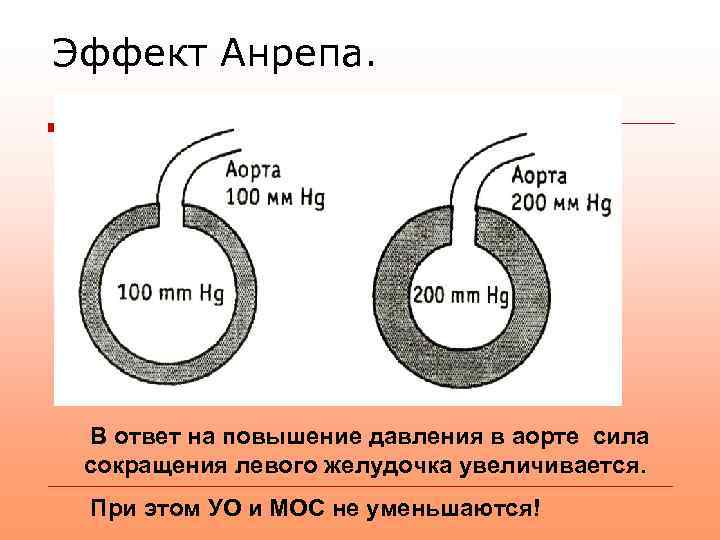 Эффект Анрепа. В ответ на повышение давления в аорте сила сокращения левого желудочка увеличивается.