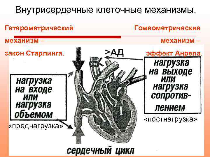 Регуляция деятельности сердца схема