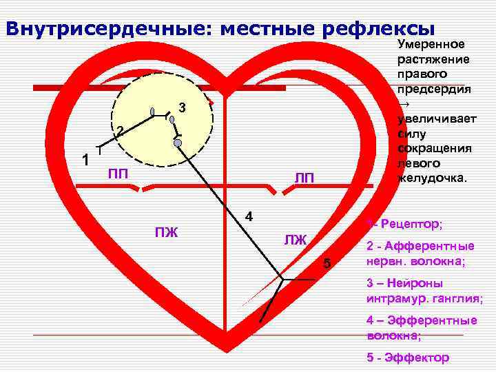 Внутрисердечные: местные рефлексы Умеренное растяжение правого предсердия → увеличивает силу сокращения левого желудочка. 3