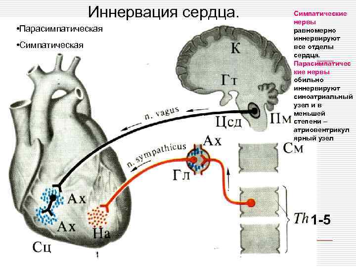 Иннервация сердца схема