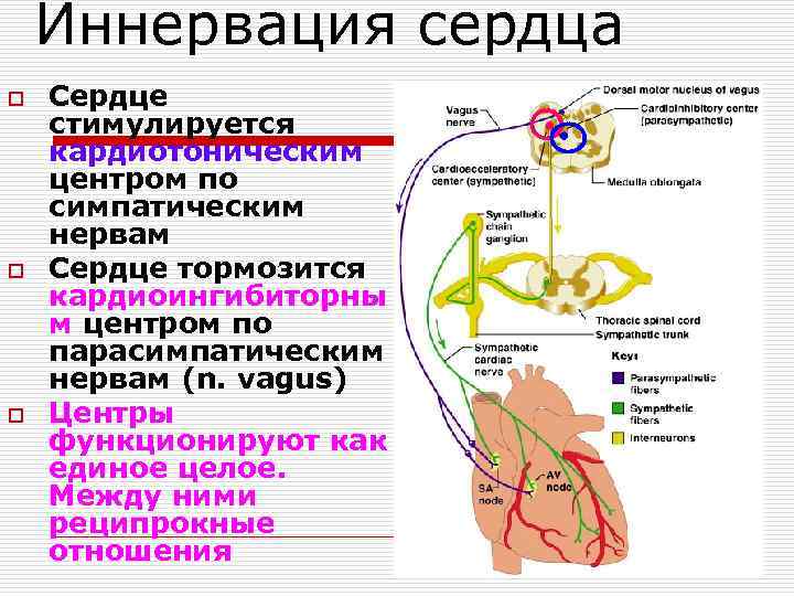 Иннервация сердца o o o Сердце стимулируется кардиотоническим центром по симпатическим нервам Сердце тормозится