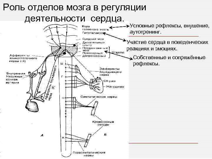 Регуляция сердечной деятельности отдел головного мозга. Схема рефлекторной регуляции деятельности сердца. Роль отделов в регуляции. Роль условного рефлекса в регуляции сердца. Рефлекторная регуляция деятельности сердца и сосудов.