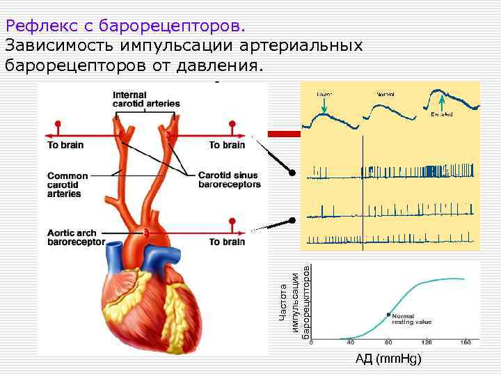 Рефлекс с барорецепторов. Зависимость импульсации артериальных барорецепторов от давления. Частота импульсации барорецкпторов MAP =