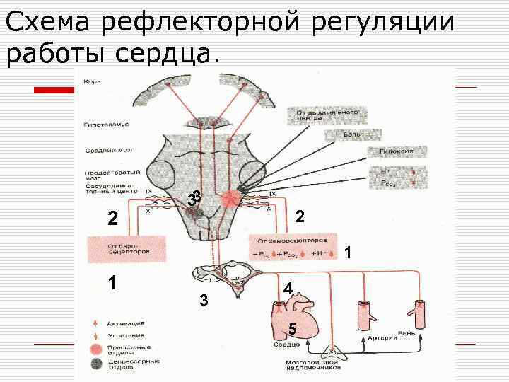 Регуляция работы сердца схема