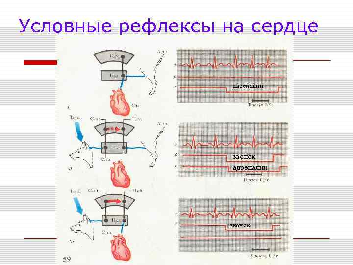 Условные рефлексы на сердце адреналин звонок 