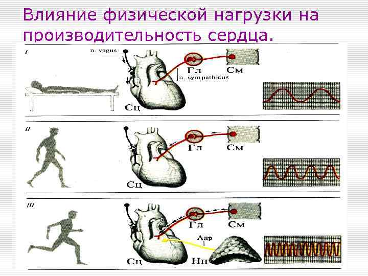 Влияние физической нагрузки на производительность сердца. 