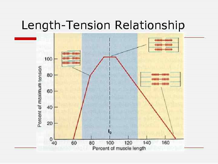 Length-Tension Relationship 