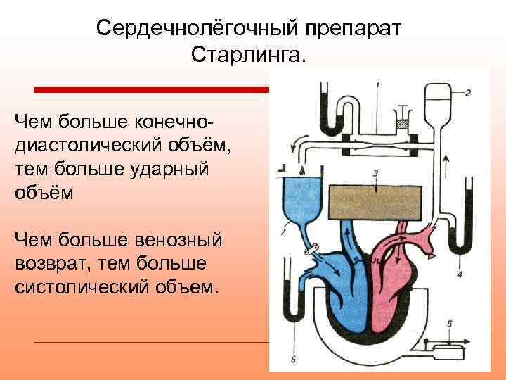 Сердечнолёгочный препарат Старлинга. Чем больше конечнодиастолический объём, тем больше ударный объём Чем больше венозный