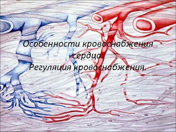 Особенности кровоснабжения сердца. Регуляция кровоснабжения. 