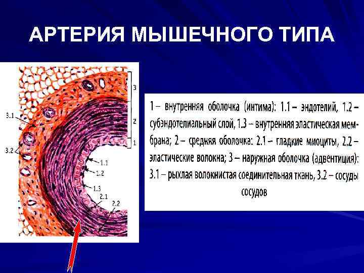 Три слоя артерий. Артерия и Вена мышечного типа гистология препарат. Вена эластического и мышечного типа. Оболочки артерии мышечного типа гистология. Артерия мышечного типа препарат гистология.