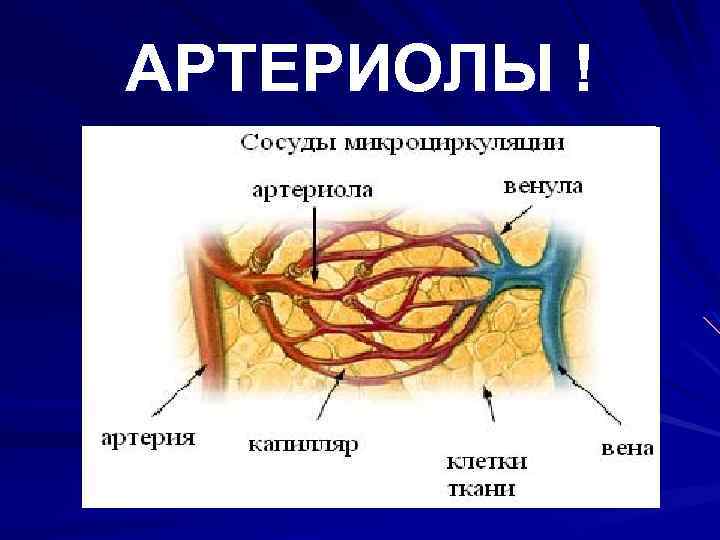 АРТЕРИОЛЫ ! 