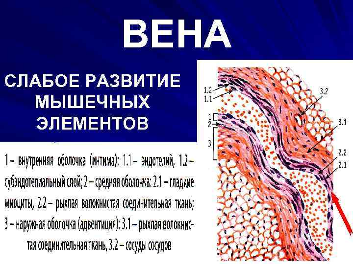 ВЕНА СЛАБОЕ РАЗВИТИЕ МЫШЕЧНЫХ ЭЛЕМЕНТОВ 