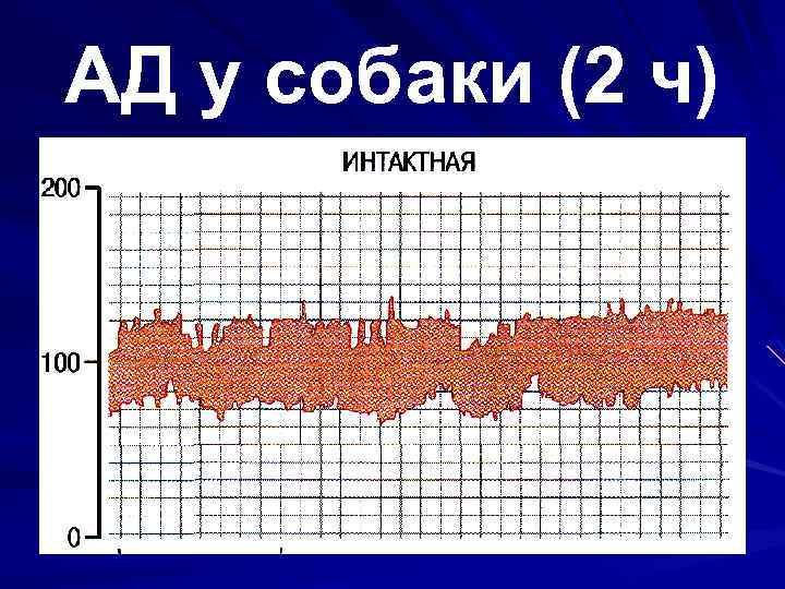 АД у собаки (2 ч) 