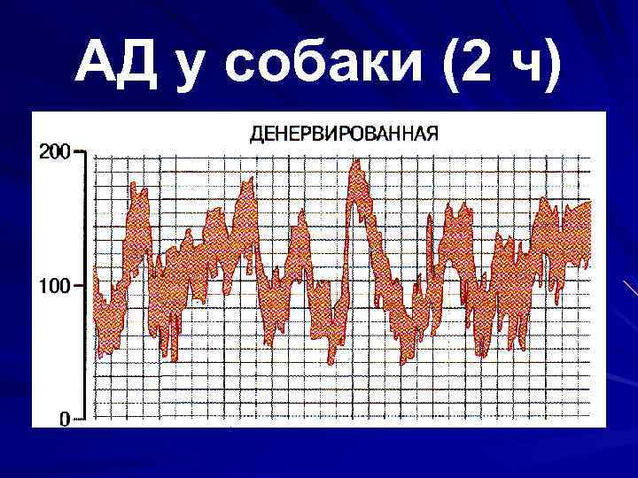 АД у собаки (2 ч) 