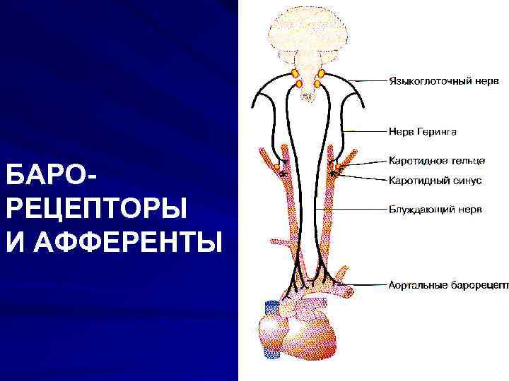 БАРОРЕЦЕПТОРЫ И АФФЕРЕНТЫ 