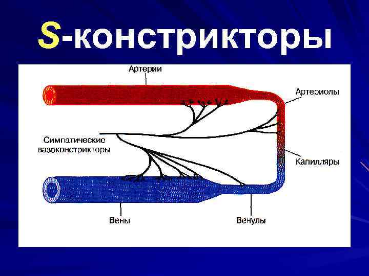 S-констрикторы 