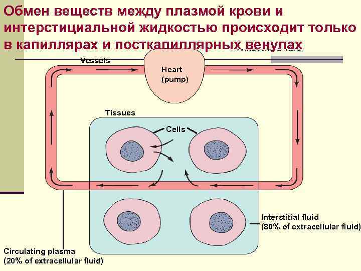 Обмен веществ между плазмой крови и интерстициальной жидкостью происходит только в капиллярах и посткапиллярных