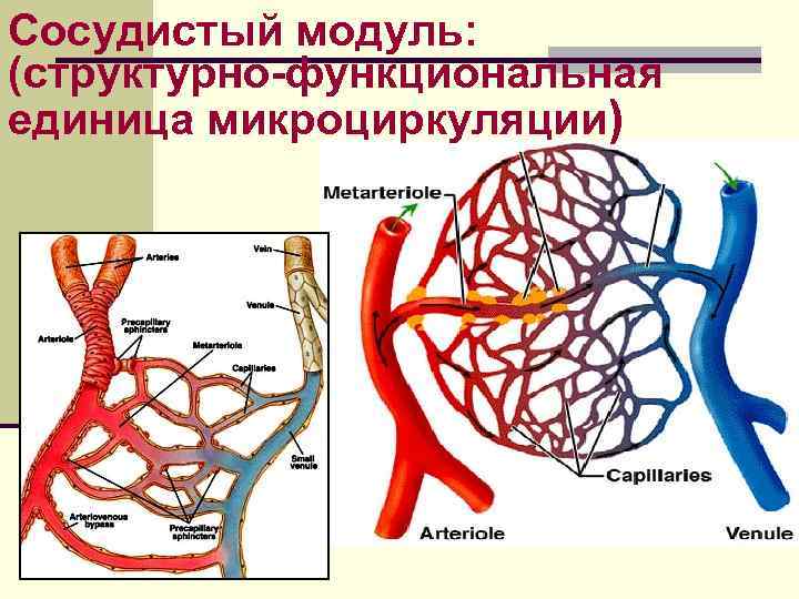 Сосудистый модуль: (cтруктурно-функциональная eдиница микроциркуляции) 