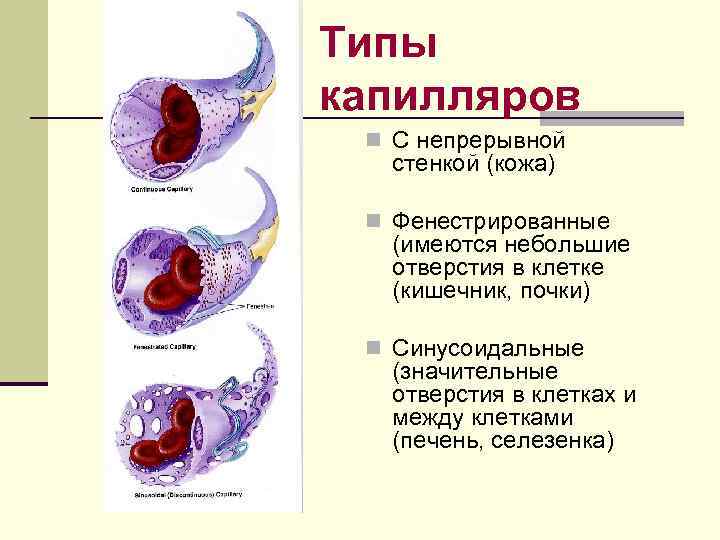 Типы капилляров n С непрерывной стенкой (кожа) n Фенестрированные (имеются небольшие отверстия в клетке