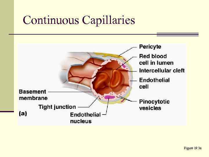 Continuous Capillaries Figure 19. 3 a 