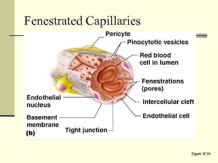 Fenestrated Capillaries Figure 19. 3 b 