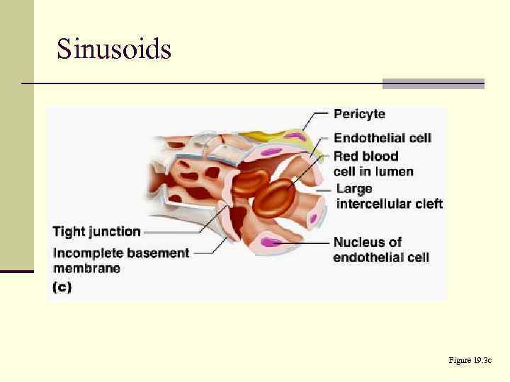 Sinusoids Figure 19. 3 c 