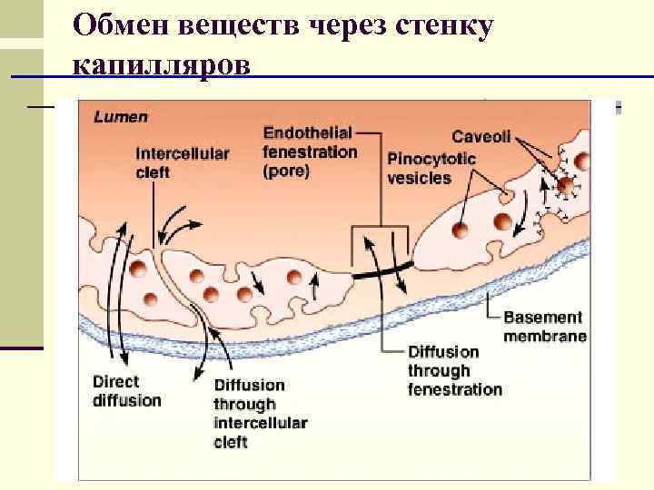 Обмен веществ через стенку капилляров 