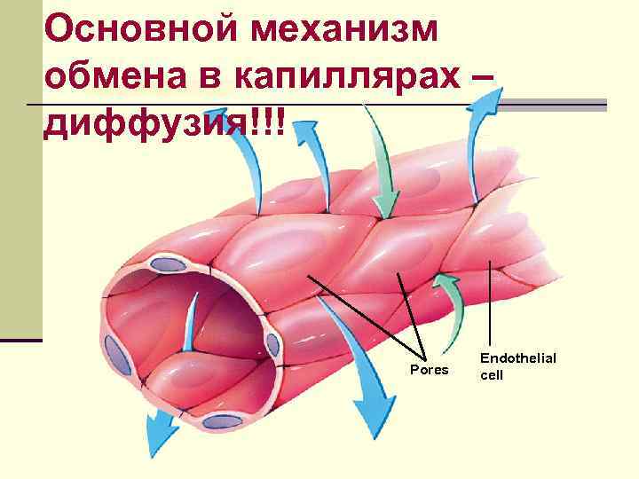 Основной механизм обмена в капиллярах – диффузия!!! Pores Endothelial cell 