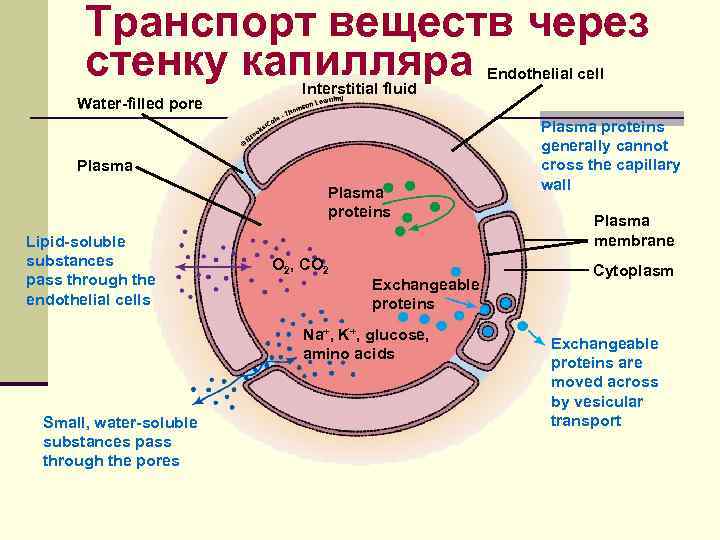 Транспорт веществ через стенку капилляра Water-filled pore Interstitial fluid Plasma proteins Lipid-soluble substances pass