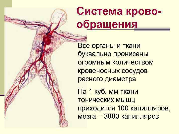 Система кровообращения Все органы и ткани буквально пронизаны огромным количеством кровеносных сосудов разного диаметра