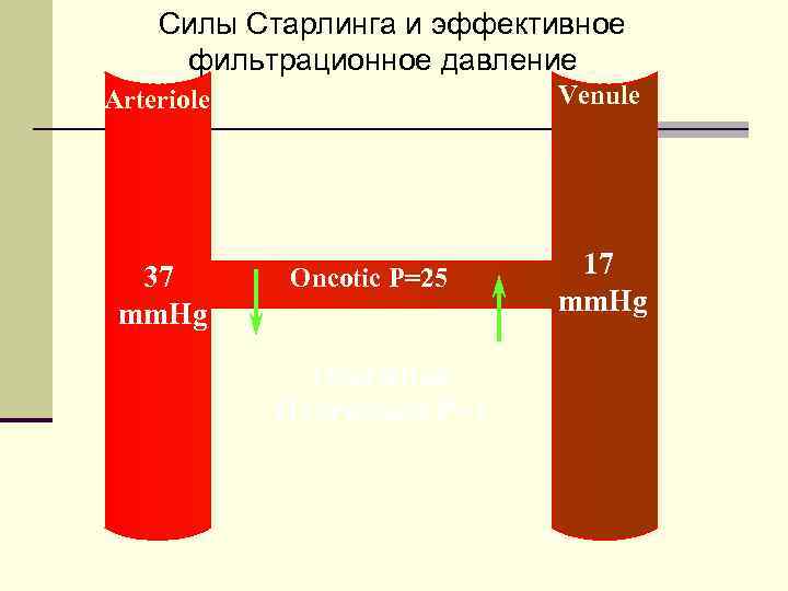 Силы Старлинга и эффективное фильтрационное давление Venule Arteriole 37 mm. Hg Oncotic P=25 Interstitial