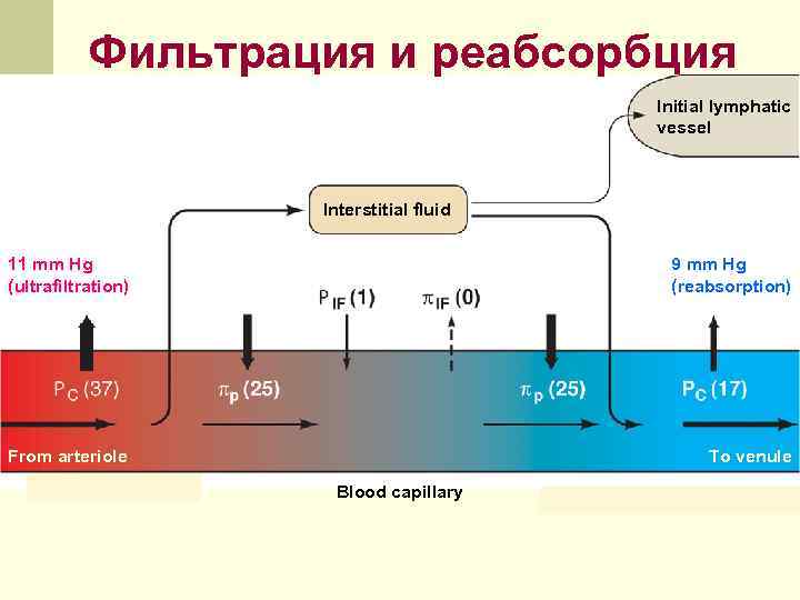 Фильтрация и реабсорбция Initial lymphatic vessel Interstitial fluid 11 mm Hg (ultrafiltration) 9 mm