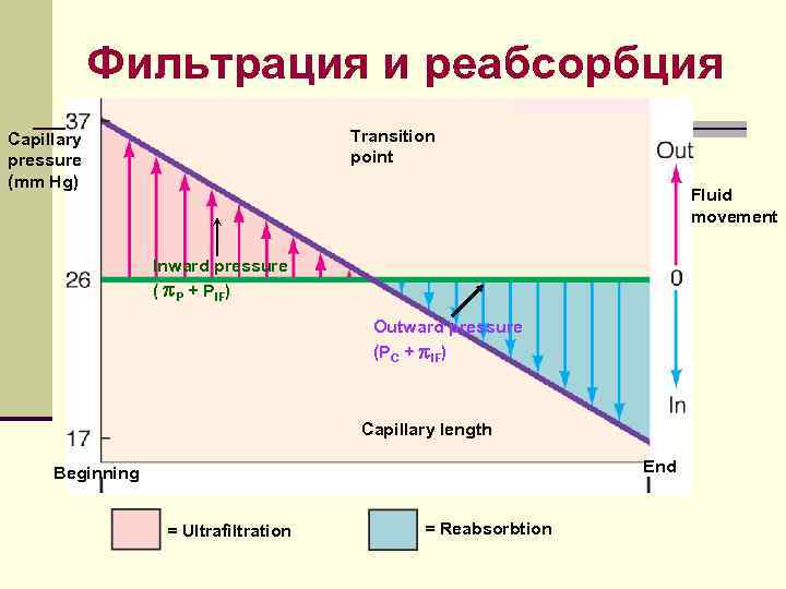 Фильтрация и реабсорбция Transition point Capillary pressure (mm Hg) Fluid movement Inward pressure (