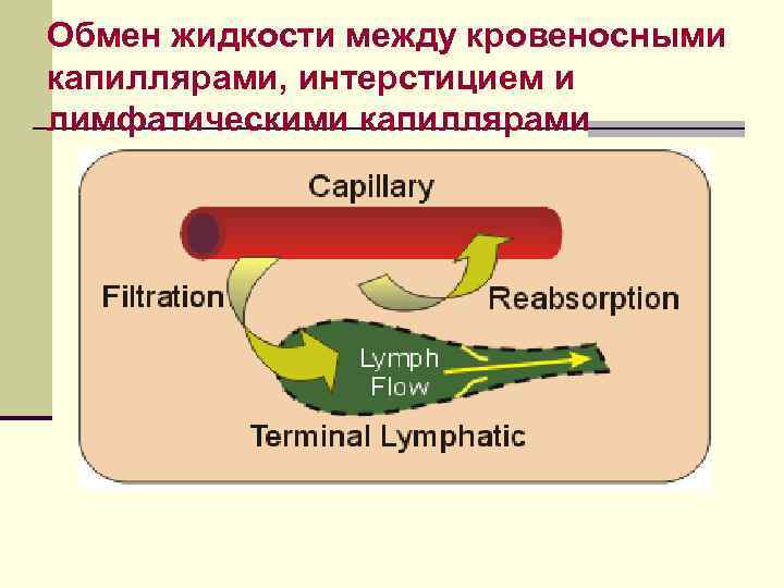 Обмен жидкости между кровеносными капиллярами, интерстицием и лимфатическими капиллярами 