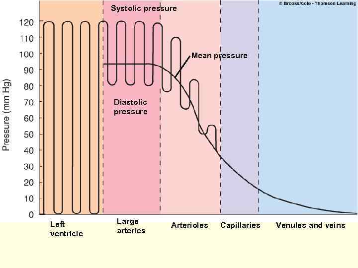 Systolic pressure Mean pressure Diastolic pressure Left ventricle Large arteries Arterioles Capillaries Venules and