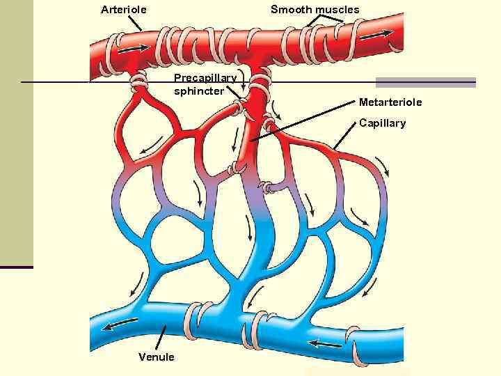 Arteriole Smooth muscles Precapillary sphincter Metarteriole Capillary Venule 