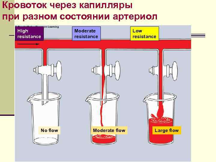 Кровоток через капилляры при разном состоянии артериол High resistance No flow Moderate resistance Moderate