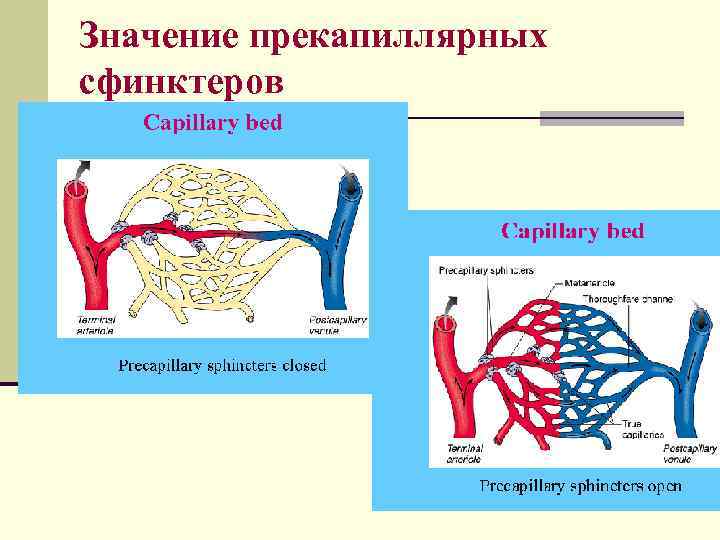 Значение прекапиллярных сфинктеров 