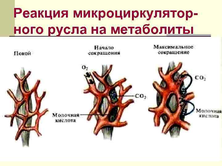 Реакция микроциркуляторного русла на метаболиты 