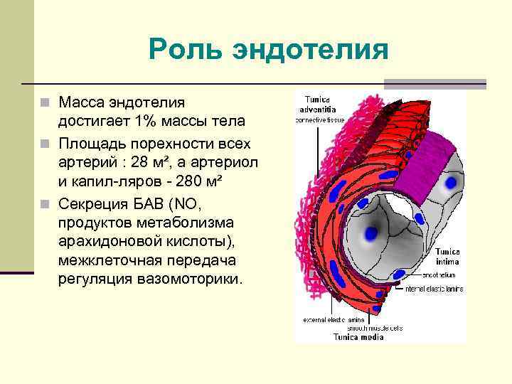 Роль эндотелия n Масса эндотелия достигает 1% массы тела n Площадь порехности всех артерий