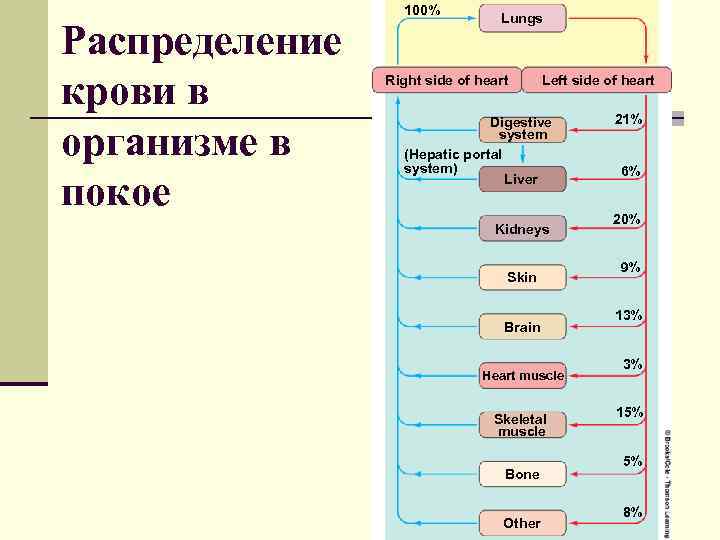 Распределение крови в организме в покое 100% Lungs Right side of heart Left side