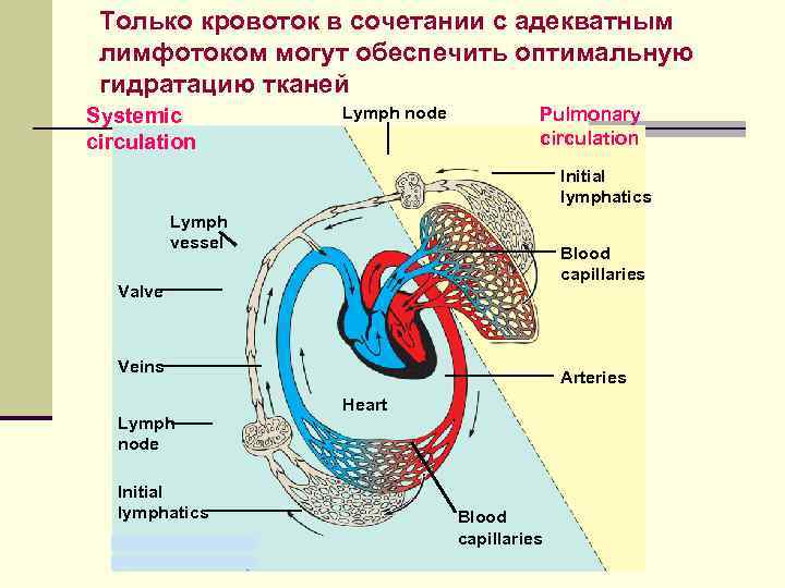 Только кровоток в сочетании с адекватным лимфотоком могут обеспечить оптимальную гидратацию тканей Systemic circulation