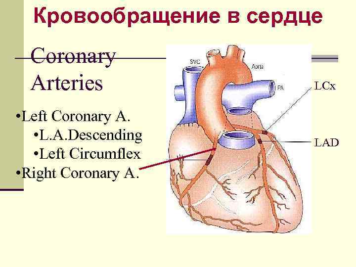 Кровообращение в сердце Coronary Arteries • Left Coronary A. • L. A. Descending •