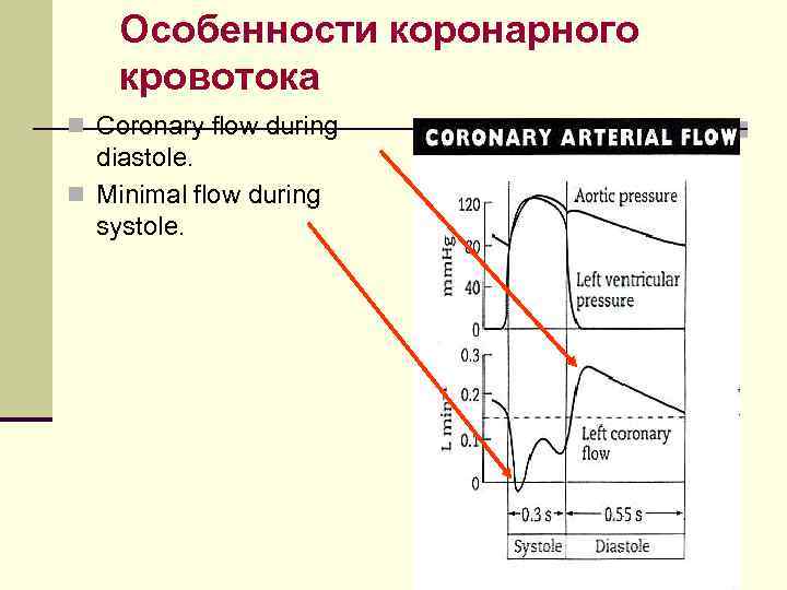 Особенности коронарного кровотока n Coronary flow during diastole. n Minimal flow during systole. 