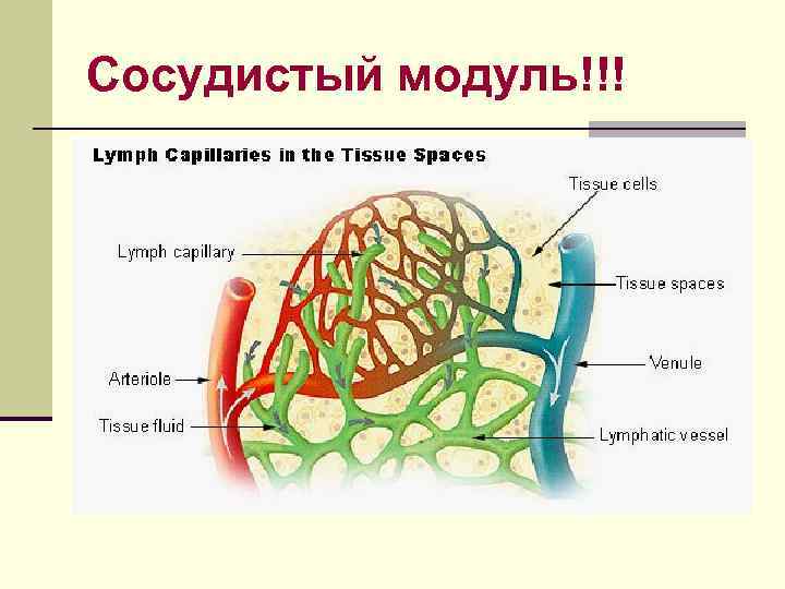 Сосудистый модуль!!! 