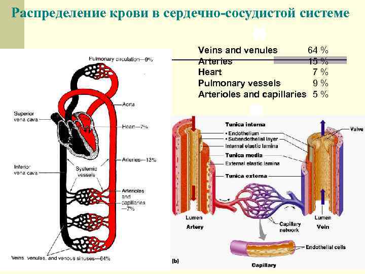 Распределение крови в сердечно-сосудистой системе Veins and venules 64 % Arteries 15 % Heart