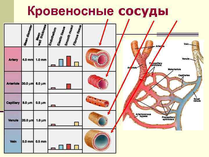 Кровеносные сосуды 