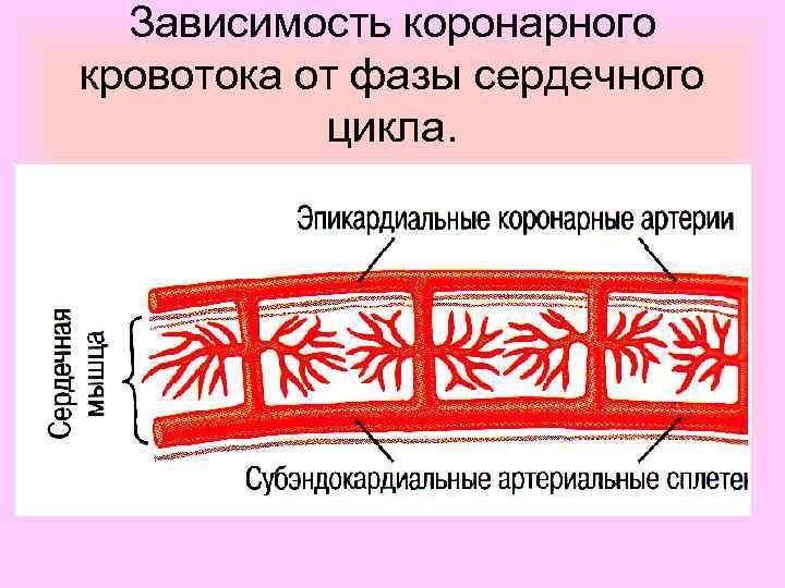 Зависимость коронарного кровотока от фазы сердечного цикла. 