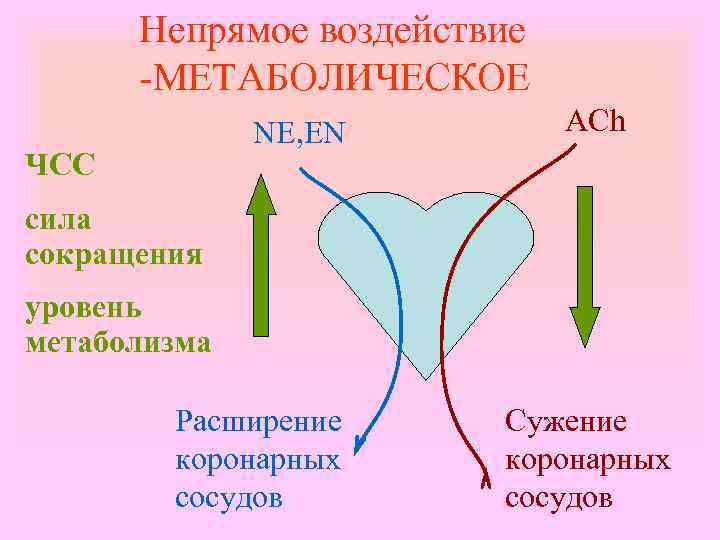 Непрямое воздействие -МЕТАБОЛИЧЕСКОЕ NE, EN ЧСС ACh сила сокращения уровень метаболизма Расширение коронарных сосудов